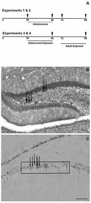 Adolescent Changes in Cellular Proliferation in the Dentate Gyrus of Male and Female C57BL/6N Mice Are Resilient to Chronic Oral Corticosterone Treatments